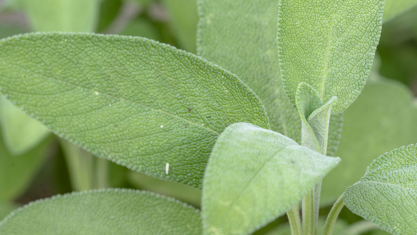 What Is Salvia?